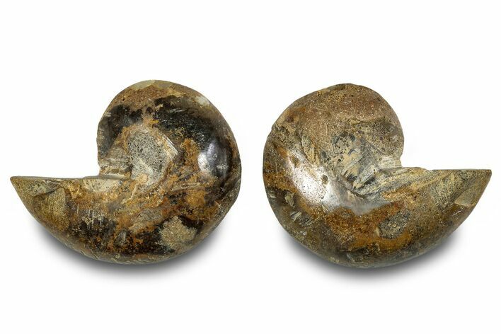 Jurassic Cut & Polished Nautilus (Cymatoceras) Fossil -Madagascar #283124
